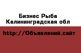 Бизнес Рыба. Калининградская обл.